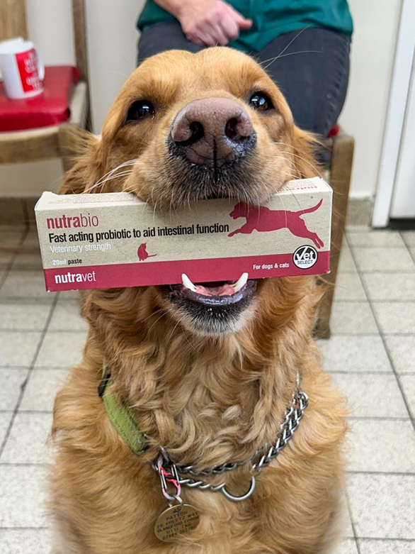 nutravet's tweet photo. Some pets eat things not meant for them which can lead to upset tummies!
Nutrabio is a naturally formulated paste that aids healthy digestive function in pets fast!
Find your local stockist at https://t.co/xSR3bmEP8T
#Nutrabio #Naturalpetcare https://t.co/vNHvulzof5