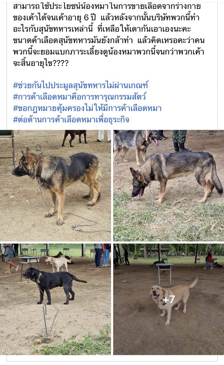 ทุกคนช่วยรีเรื่องการประมูลสุนัขทหารที่จะถึงนี้ได้ไหมคะ อยากให้คนที่รักน้องได้น้องไปเลี้ยงจริงๆ เพราะมันมีกลุ่มคนที่เป็นบริษัทค้าเลือดหมามาประมูลน้องเพื่อเอาเลือดไปขาย ทำงานกันเป็นทีมสุดๆ ทางเพจประมูลช่วยออกมาได้เพียงแค่ 12 ตัวจาก 49 อ่านแล้วใจสลายมากๆ