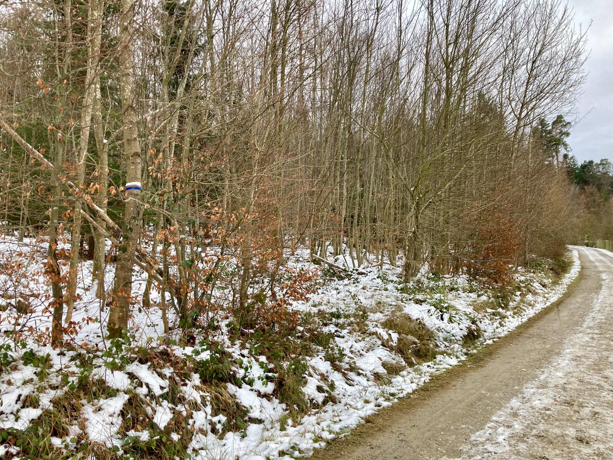 Neu kann die Asche von Verstorbenen ohne Urne und ohne Grabbeigaben im "Ruhewald", einer naturbelassenen Waldparzelle, beigesetzt werden. Mehr dazu: stadt.winterthur.ch/gemeinde/verwa…