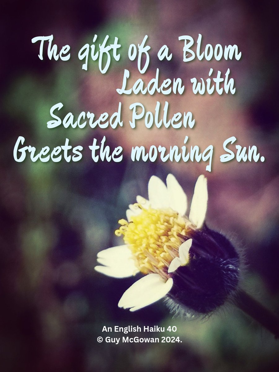 GuyMcGowan4's tweet photo. A tiny flower joyfully flaunts its wares in the hopes of attracting bee or butterfly to partake of its gifts — carrying off pollen to fertilize further afield...
An English Haiku 40
© Guy McGowan 2024.
#haiku #haikupoetry #haikupoem #poem #poetry #creativewriting #guymcgowan https://t.co/jwX7BejGyt