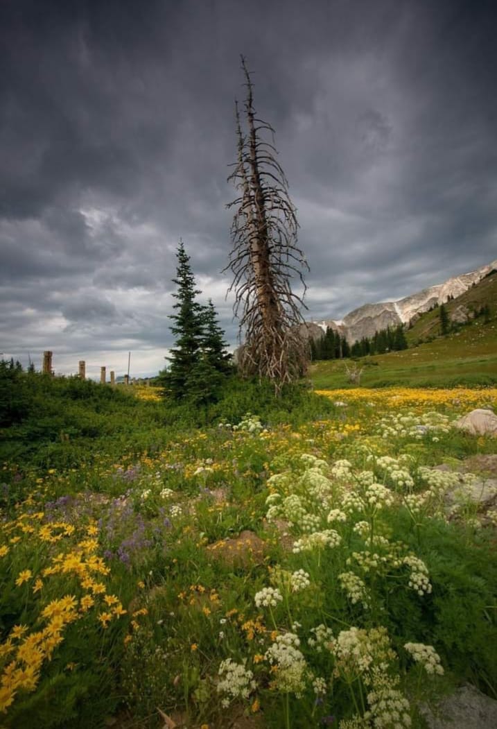 usa_dvlottery's tweet photo. The Most Beautiful Place of Snowy Range 

Wyoming, United States of America 

https://t.co/gwxOohvynk

#america #snowyrange #Wyoming #USAToday #NaturalBeauty #naturelovers #UnitedStates #unitedstatesofamerica #nature #fbpost #usa https://t.co/6jthFzo374