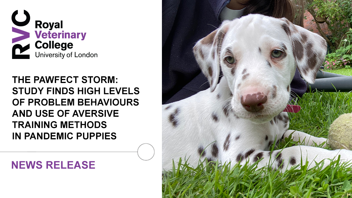 Royal Veterinary College (RVC) (@royalvetcollege) on Twitter photo 🐕 Four in five ‘pandemic puppy’ owners have reported using aversive training methods to address their dog’s problem behaviours.
Negative reinforcement/positive punishment negatively impacts animal welfare and is often poorly effective. <a href="/DogsbodyRVC/">Dr Rowena Packer</a>
➡️ rvc.uk.com/pandemic-puppi… 🐕 Four in five ‘pandemic puppy’ owners have reported using aversive training methods to address their dog’s problem behaviours.
Negative reinforcement/positive punishment negatively impacts animal welfare and is often poorly effective. <a href="/DogsbodyRVC/">Dr Rowena Packer</a>
➡️ rvc.uk.com/pandemic-puppi…