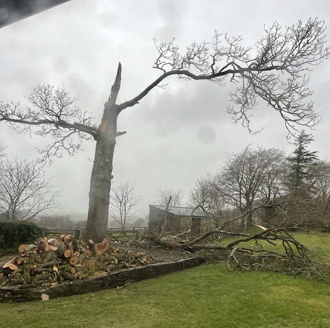 Nature's power on display!🌳 Another half of my oak tree down due to the wild weather. How is it where you are? Share your own weather tales and let's connect over the wonders of our world!🌦️🍃

#WildWeather #NaturePower