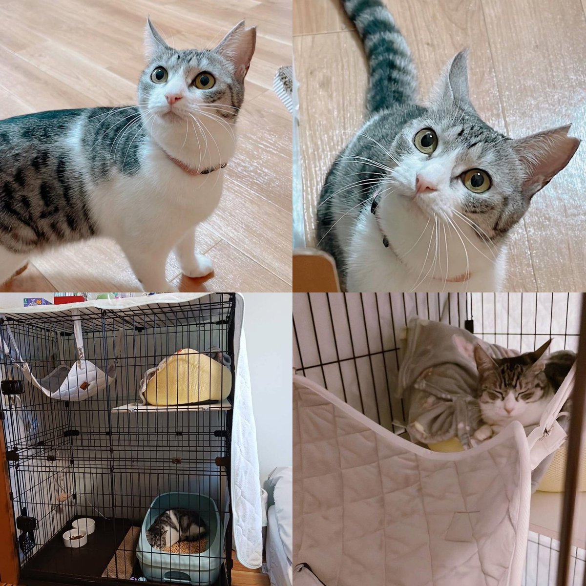 本日限定ゲリラ❣️ねこり neko-ri ④個 (かつお③・ささみ①) nipponmarche_4904635080054