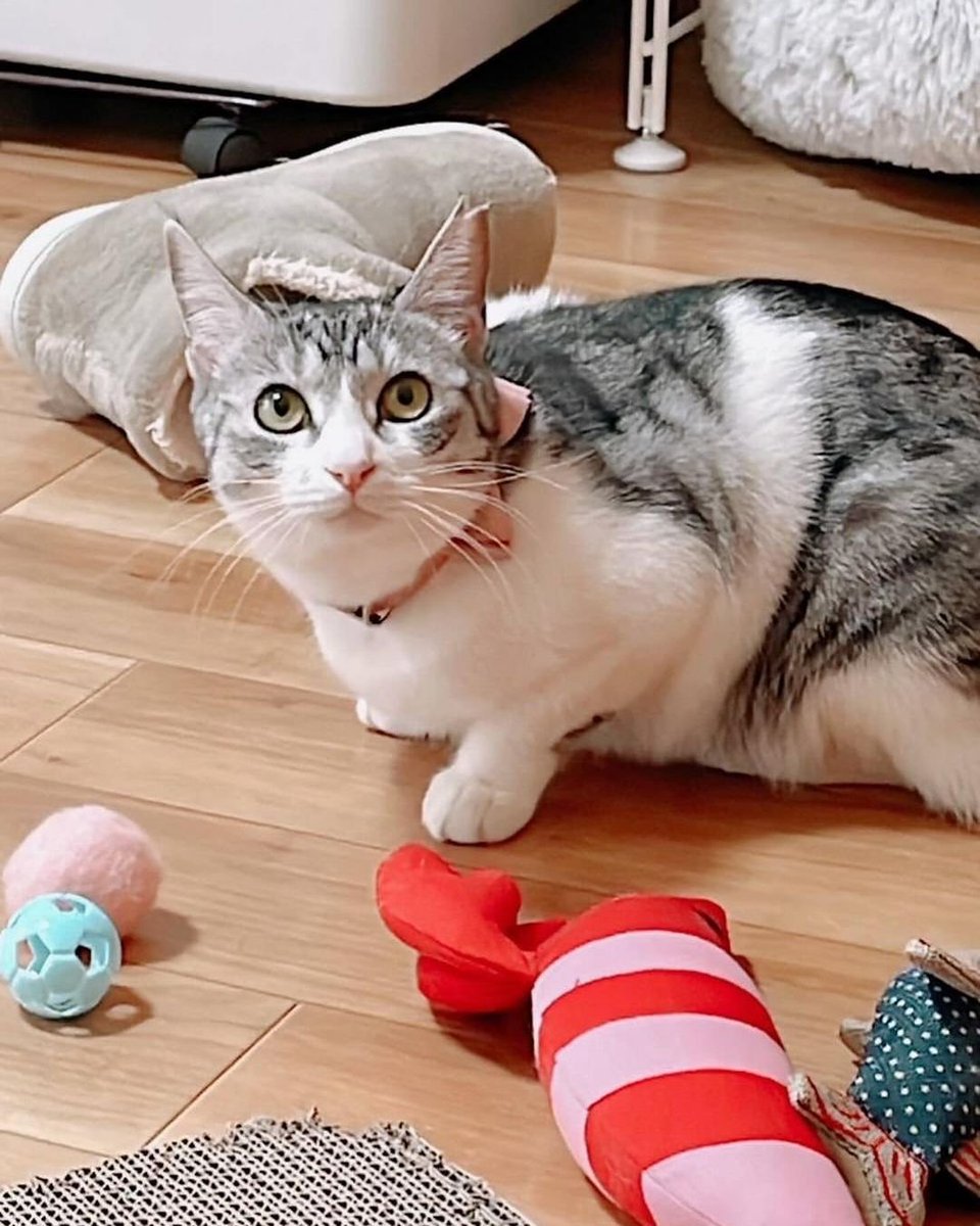 本日限定ゲリラ❣️ねこり neko-ri ④個 (かつお③・ささみ①) キャット缶かつおまぐろ ささみ入 アークスオンラインショップ Arcs