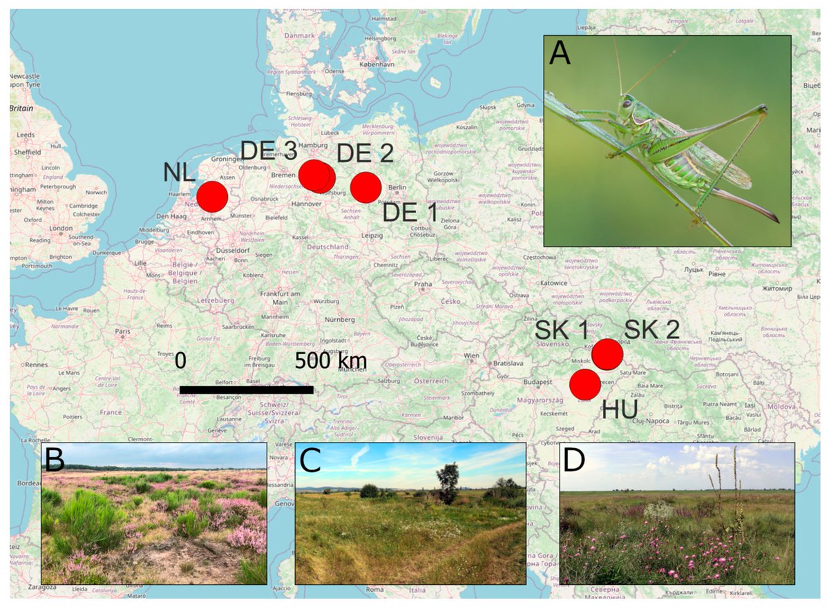#insects Paper Published  
📚The #Genomics of Isolated Populations of Gampsocleis glabra (#Orthoptera: #Tettigoniidae) in Central and Western Europe

by Oliver Hawlitschek et al.

📷mdpi.com/2075-4450/14/1…
#conservation #habitatfragmentation
