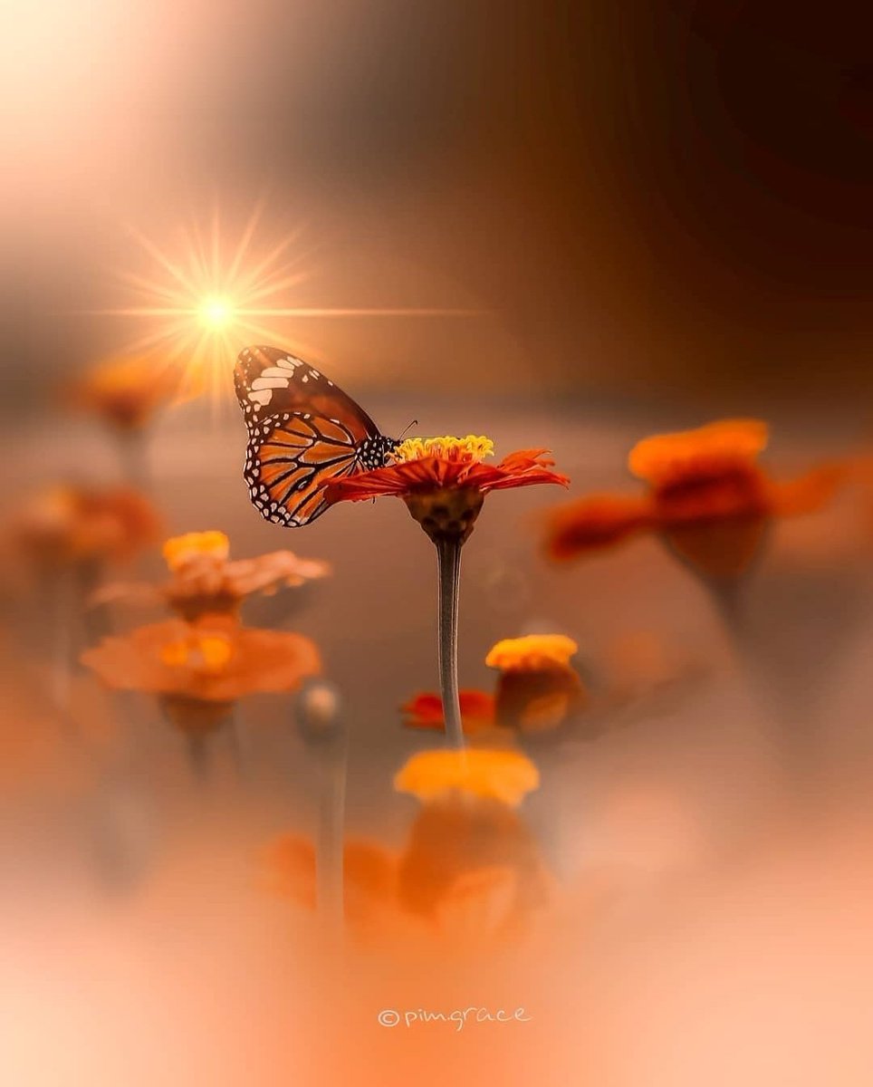 சோகம் மட்டும் வாழ்க்கை கிடையாது...

சந்தோஷமாகவே எந்நாளும் வாழ்ந்திடவும் முடியாது...

சிமிட்டும் நம் இமைகள் 
ஒரு நொடி இருட்டினால் தான்
நம்மால் பல நொடி 
வெளிச்சத்தில் வாழ முடியும்..!

காலை வணக்கம் 🌞