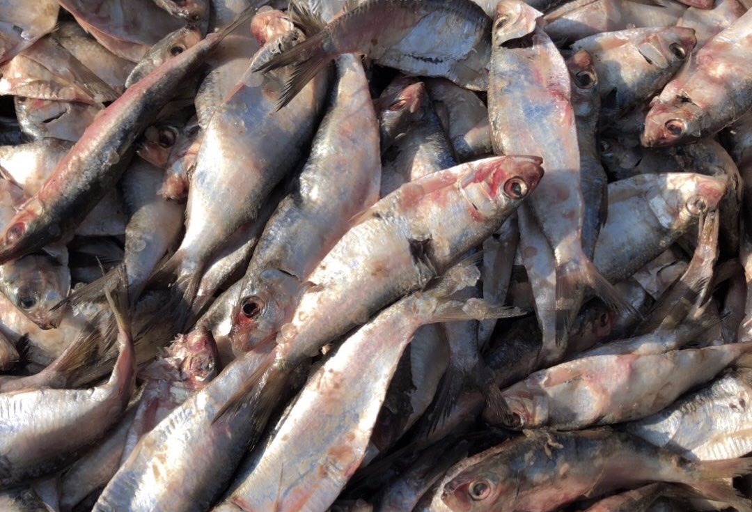 NKFISHMEAL's tweet photo. January 22, 2024 https://t.co/BpvTzm5216