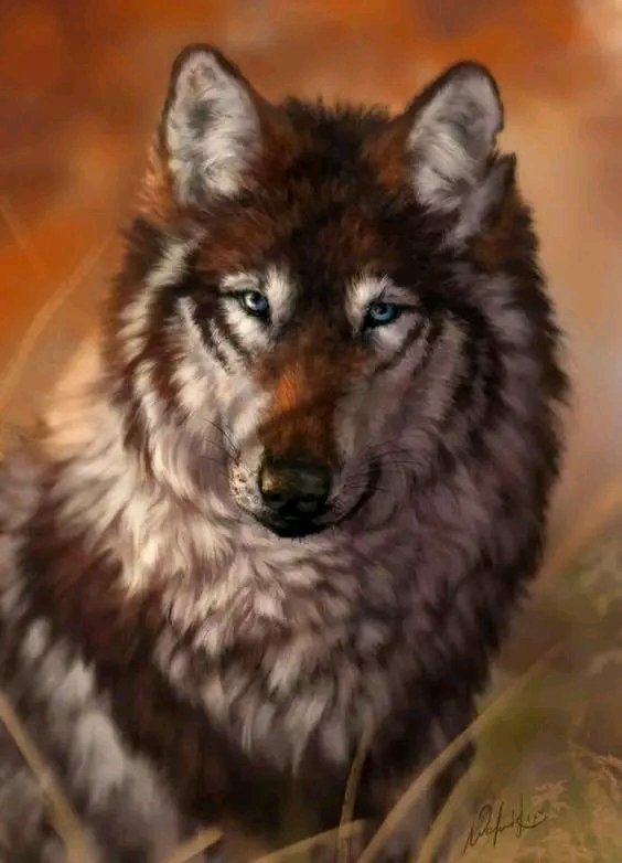 🐺🐾🐺