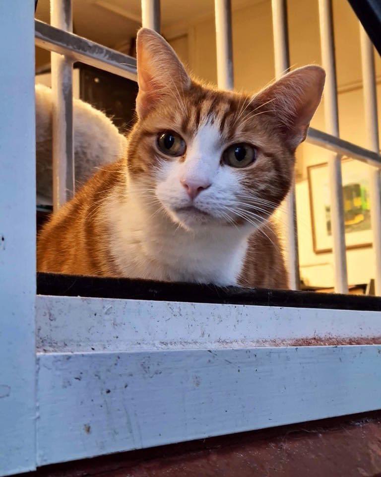 Good Morning &amp; welcome to marvellous marmalade Monday

This world can feel unnatural at times. The important thing is to always maintain the nature of who you are. 

Be kind, be you 

#cats #cats #Cat #CatsOnTwitter #CatsOfTwitter