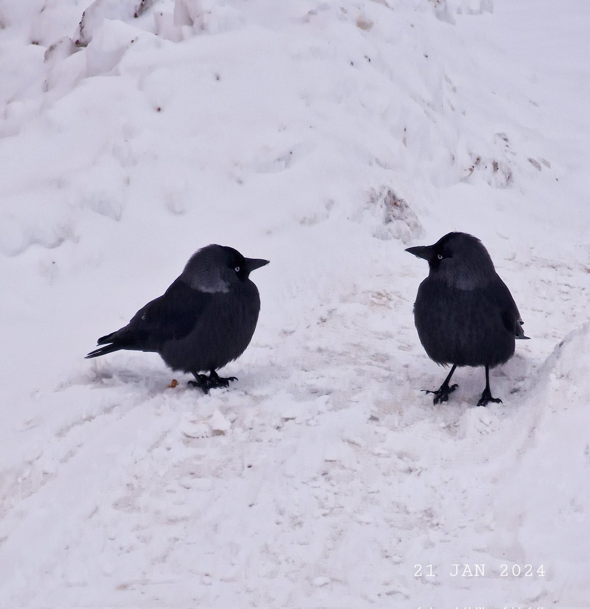 IDadzkov's tweet photo. A pair of jackdaws. Kajor. Пара галок.
#nature #birds #jackdaws #kajor #winter #snow #WinterPhoto #BirdsPhoto https://t.co/Y4K7vhICu1