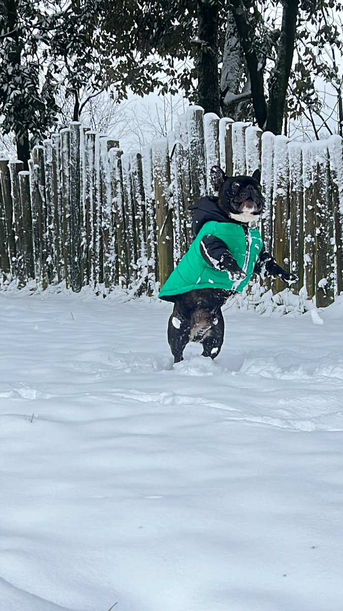 終於 等到⋯
黑曜的 家鄉 也 下雪❄️啦～～～