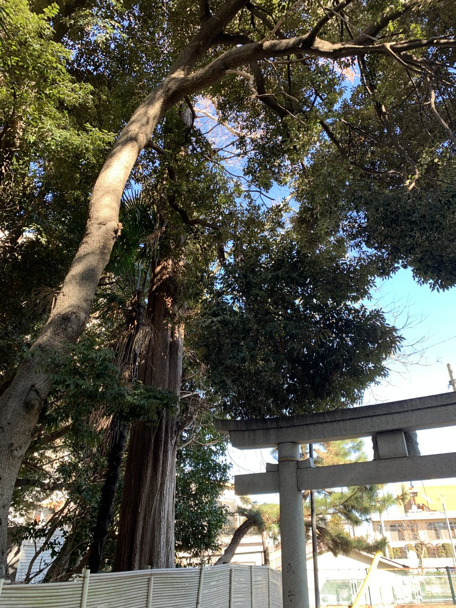 moderatescene's tweet photo. 2024年1月22日
川崎は晴れ🌞1月後半とは思えない暖かさ。

長男の大学受験が来週から始まります。
そんな緊張感の中、三男がインフルエンザに( ;∀;)
すぐに隔離！ドキドキ(>_<)

みな様もどうぞお気をつけて💦

#企業公式が地元の天気を言い合う
#企業公式冬のフォロー祭 
#溶連菌も流行ってます～ https://t.co/zP3Th6mVWT