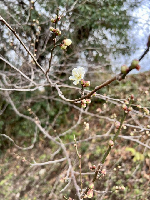 梅の木、花開いてきている🌸 https://t.co/nJygC4boMr