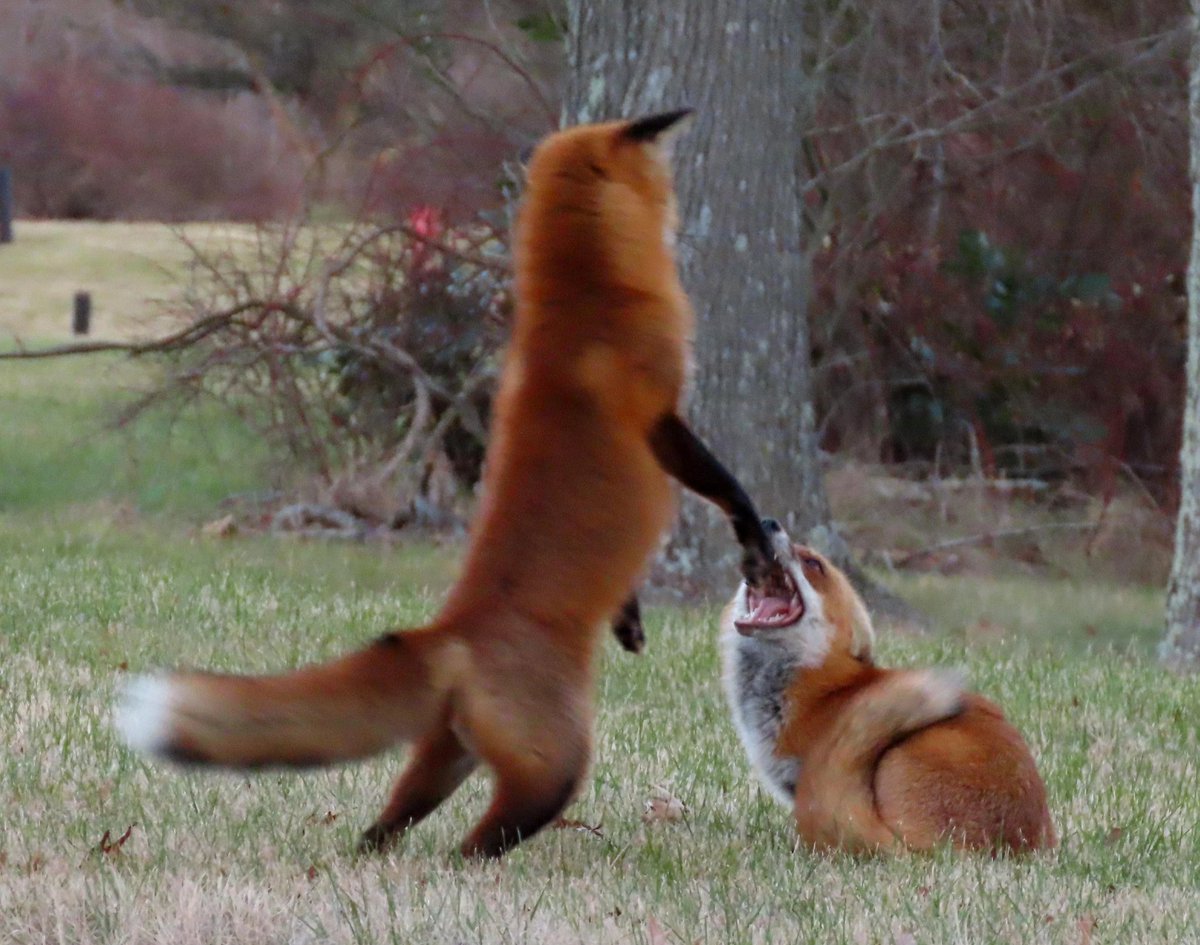 TheRotFox's tweet image. Me when I'm about to absolutely gets you