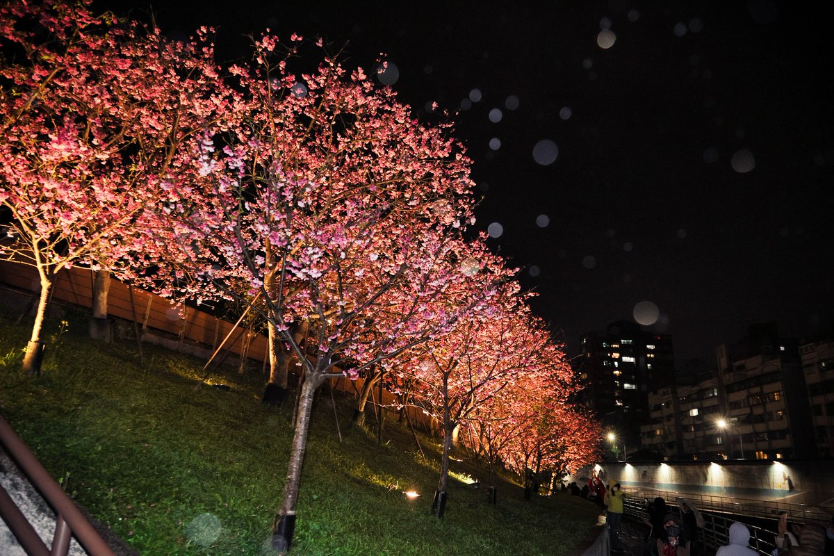 NOTICIASTaiwan's tweet photo. 🌸El Festival de las Flores de Cerezo en el parque Lohas, sito en el sector de #Neihu en #Taipéi tendrá lugar del 26/1 al 29/2.
Por las noches, la iluminación especial de los árboles de #cerezos crea un paisaje nocturno romántico muy especial. 💗
📷台北旅遊網 https://t.co/tLtDfHzpDH