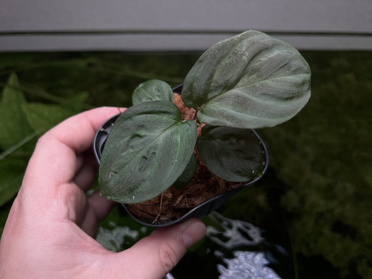 Homalomena sp. Tea time 
