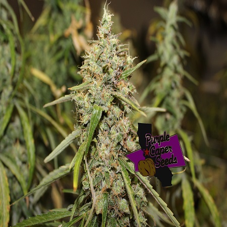 sensibleseeds.com/luxors-durban-…

#SensibleSeeds
#CannabisSeeds
#feminizedseeds
#purplecaperseeds
#luxorsdurbanbread
#durbanbread
#purplecaper
#CannabisCulture
#THCV
#tropicalsmell
#SeedCollection
#CaperCannabis
#SativaMagic
#luxorrang
#capercraze
#SeedShopping
#purplenugs
#feminized