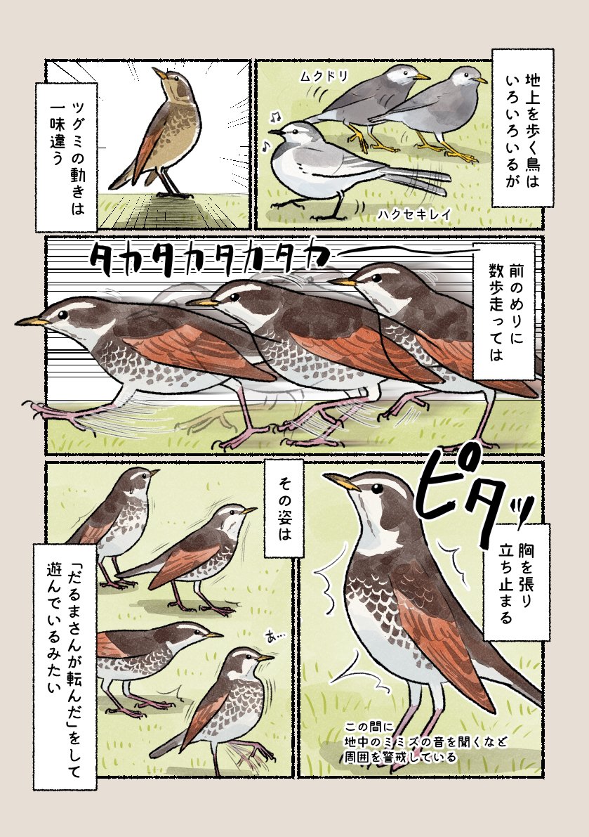 意外と知らない鳥の生活 「ツグミ走り」 独特な走り姿は、動きだけでもツグミだとわかります。