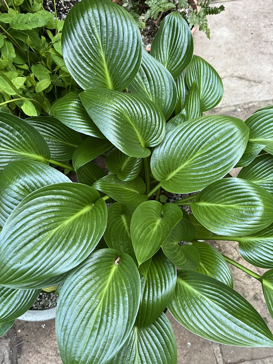 Morning all. Monday again 🤷‍♂️ hope everyone survived #StormIsha sounded a really rough night. Have a good day and stay safe whatever you’re up to #GardeningTwitter #MondayMotivation hosta Devon Green-one of my top 3 hostas 👍
