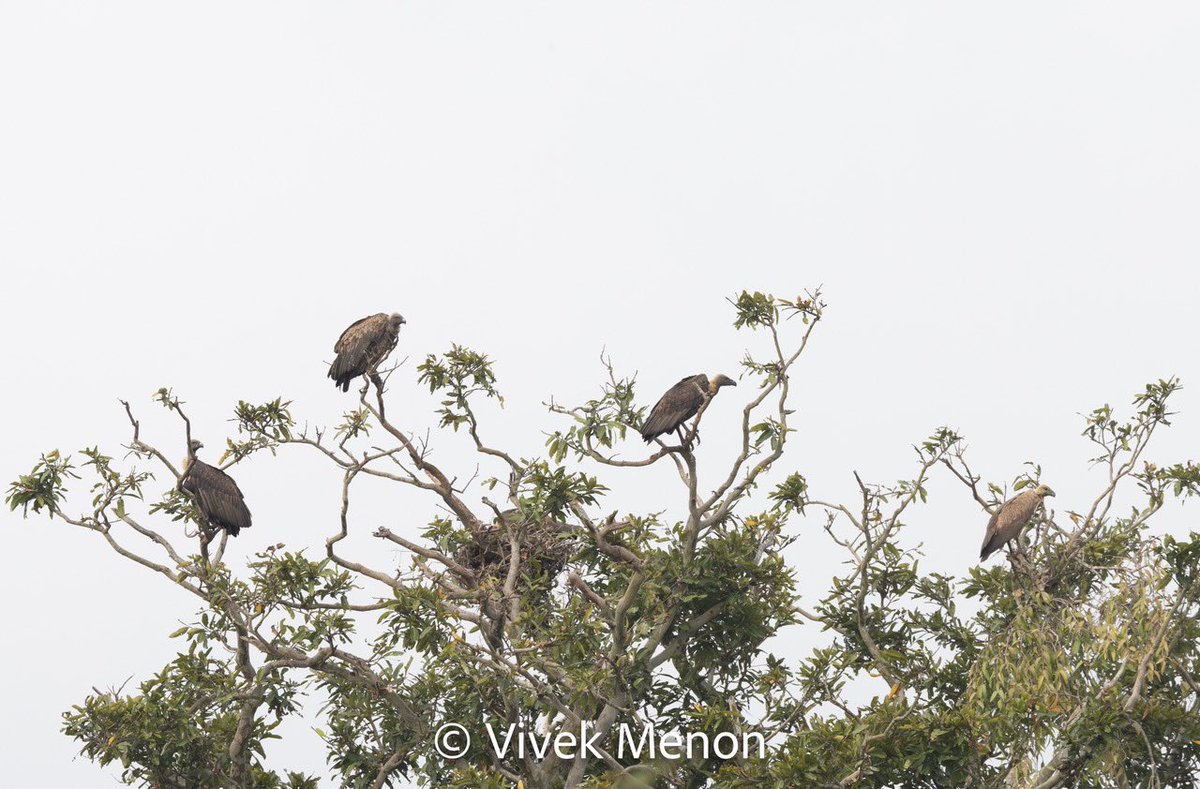Africa's vultures are disappearing. A series of disasters could