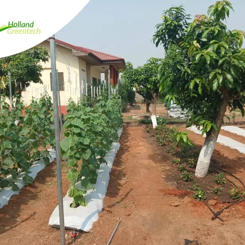 Exciting update! Our Adenta Community Garden initiative is thriving! Let's embrace the joy of growing our own food and discover farming as a business. stay tuned for more updates. #precisionfarming #communitygardening