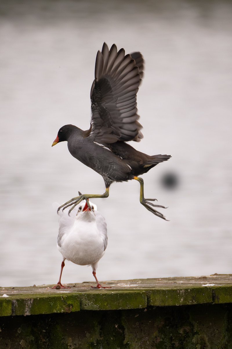 De Danser en de fan 

#vogelfotografie #bird #birding #vogel #moorhen #waterhoen #ballet #natuur #wildlifephotography #humor #leica @leica_camera #Nederland