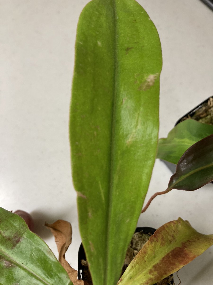 NEWamp2's tweet image. N.kuchingensis red variegated
綺麗な袋がついた！
斑の部分は少し焼けてしまっている…