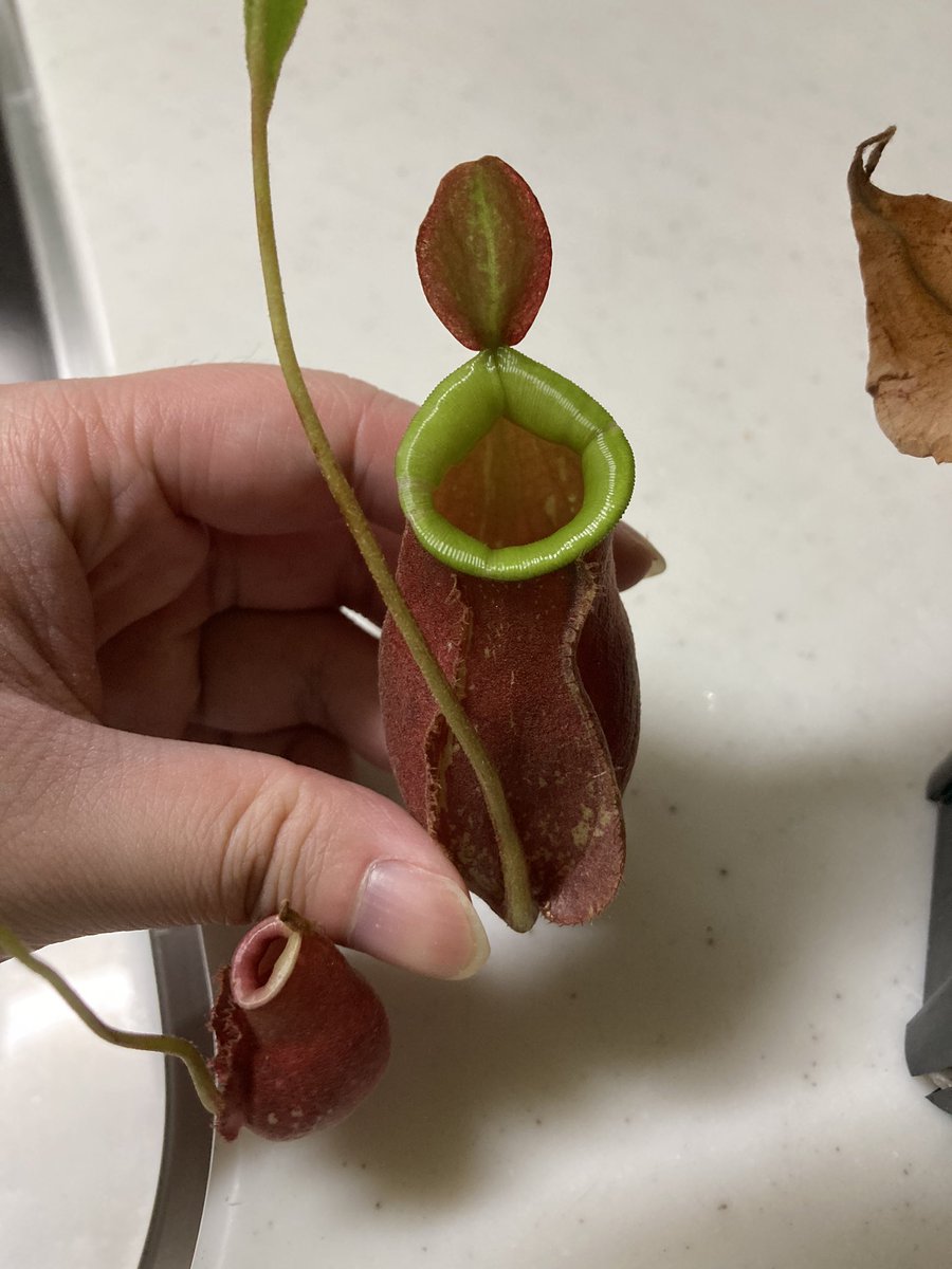 NEWamp2's tweet image. N.kuchingensis red variegated
綺麗な袋がついた！
斑の部分は少し焼けてしまっている…