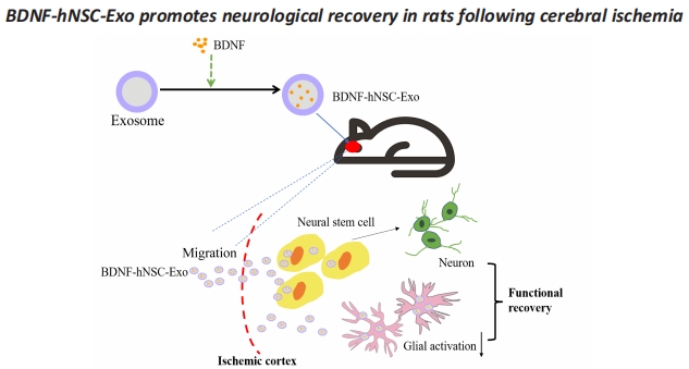 STMPUB's tweet image. #stroke #exosome #neuralstemcell #brainderivedneurotrophicfactor
Neural stem cell-derived exosome as a nano-sized carrier for BDNF delivery to a rat model of ischemic stroke
journals.lww.com/nrronline/full…