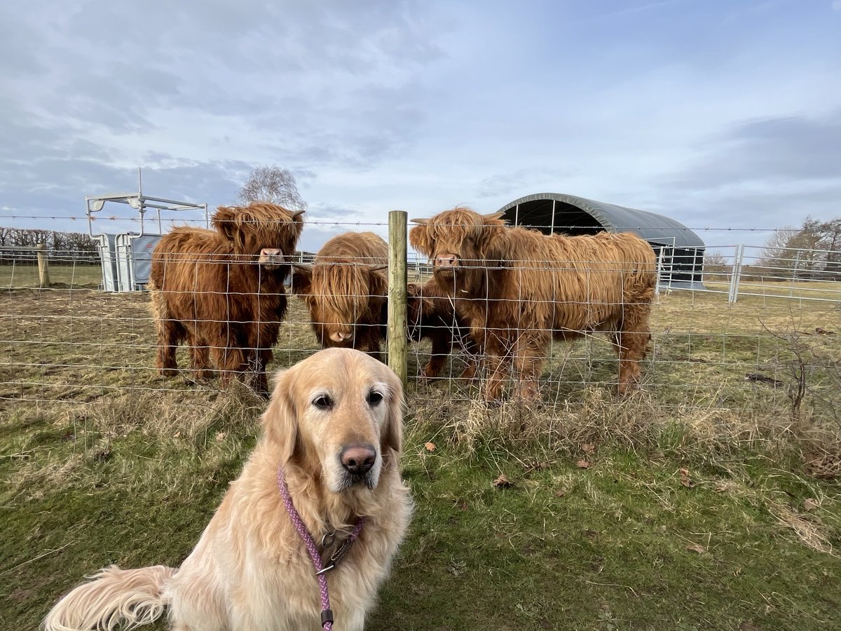 Welcome four new baby cow cousins ⁦<a href="/alton_water/">AltonWater</a>⁩ - great to meet you x