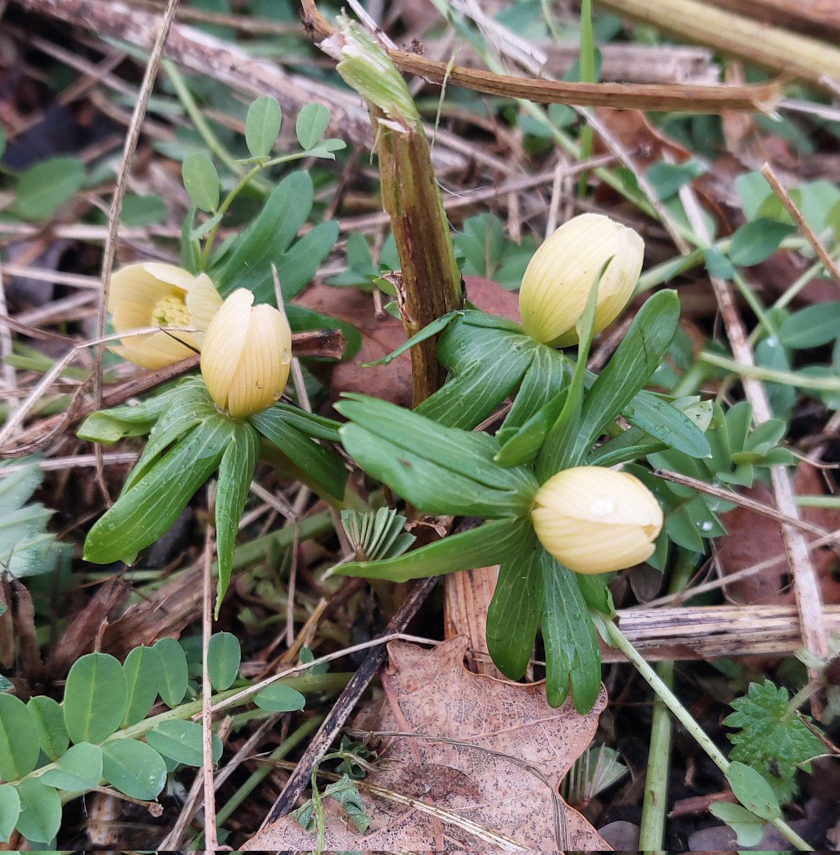 PlantPref's tweet photo. Eranthis hyemalis 'Pauline' found under the rampant Securigera varia. Some serious work to do in this border..
#eranthis #eranthushyemalis #eranthishyemalispauline #winteraconite #januaryflowers #januarygarden #wintergarden #winterflowers https://t.co/K8Jmvca7Iw