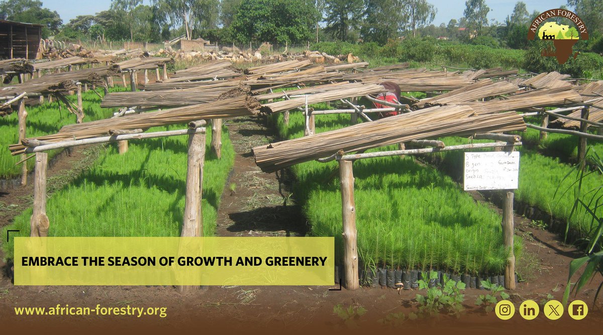AfForestry's tweet image. 🌿 Embrace the season of growth and greenery! 🌳✨ It&apos;s that time of year when each sapling planted becomes a promise for a greener tomorrow. Let&apos;s join hands and sow the seeds of change together! 🌱💚 #TreePlantingSeason #GreenFuture