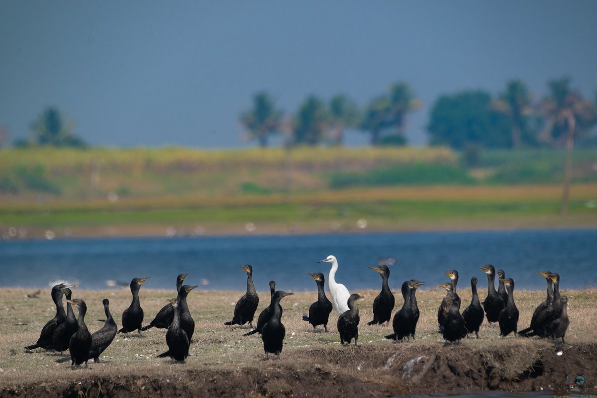 Different in color, yet united in kind. A poetic reminder that diversity is nature's masterpiece, where contrasts coexist in a harmonious dance. #UnityInDiversity #Nature #BirdsOfTwitter #TwitterNatureCommunity #ThePhotoMode #birding @rawbirds @IndiAves @Britnatureguide…