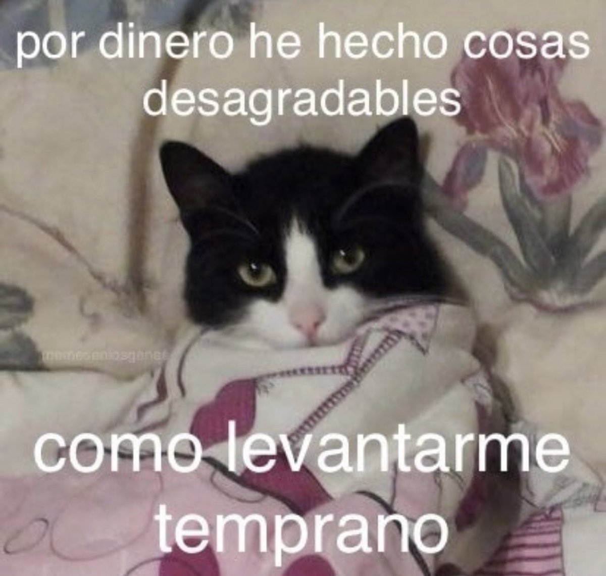 piña sin pizza (@skereunpesado) on Twitter photo 