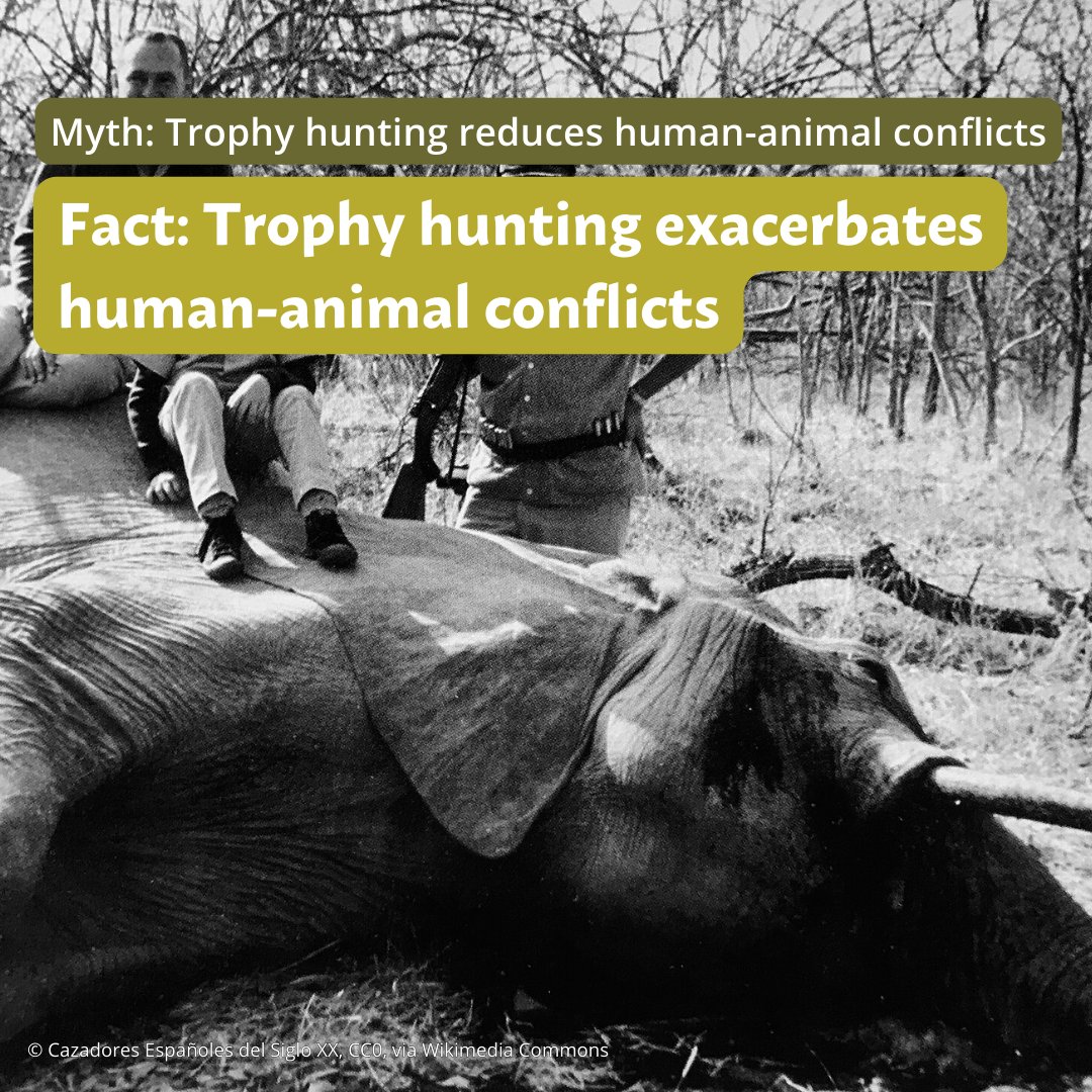📢#TrophyHunting myths debunked: Killing alleged 'problem animals' by trophy hunters is not supporting peaceful co-existence between #wildlife &amp; local communities‼️ 
👉prowildlife.de/wp-content/upl… 
#BanTrophyHunting #WorthMoreAlive
<a href="/mizuecocare/">Mizu Eco-Care</a> <a href="/emsfoundationsa/">EMS Foundation</a> <a href="/BornFreeFDN/">Born Free Foundation</a>