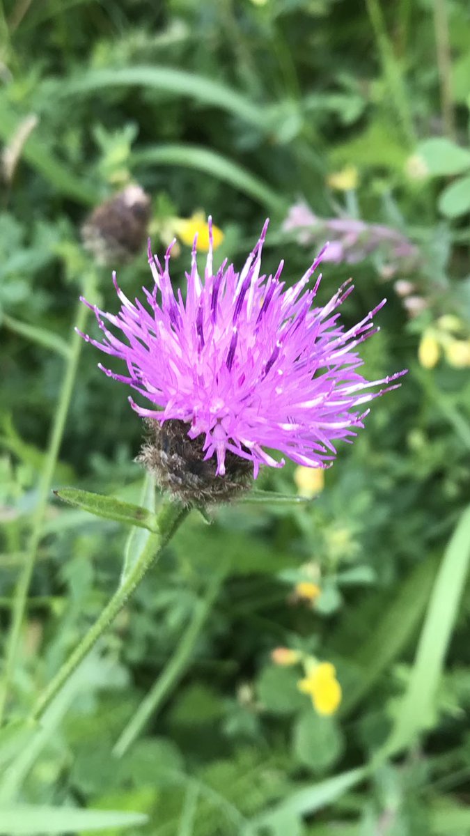 Morning 🍂…. It’s the start of a brand new week so embrace, enjoy &amp; have a blinder…. HAPPY DAYS!!! #MagentaMonday #GardeningX #MondayMotivation #PositiveVibes