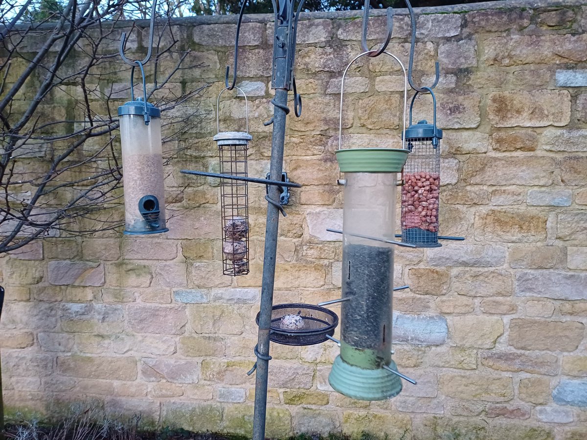 Apparently yesterday was outside the operating limits of the birds in our garden. Best they come down before the winds pick up again.