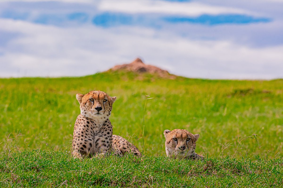 The Last Cubs of Malaika 2018 - Kigumba and Ndogo | Olare Motorogi | Kenya
#amazinganimals #cheetah #cheetahenthusiast #cheetahsofkenya #cheetahs #africanecosystem #olaremotorogi #destinationearth #wildlife #iamnikon