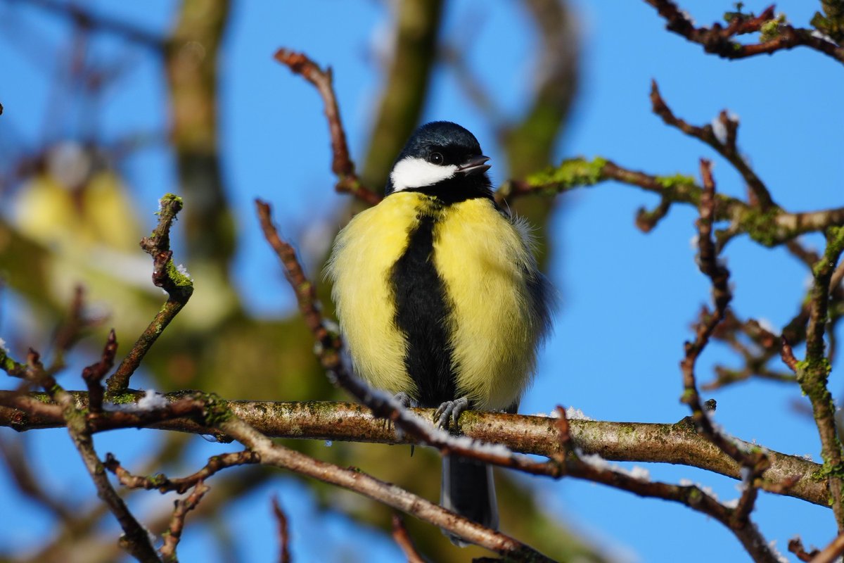 KastelenTuinen's tweet photo. Deze #koolmees had het best een beetje koud, afgelopen vrijdag in de #mispel in de historische #moestuin van landgoed @Zuylestein. #vogelfotografie #januarifotoflow @vogelnieuws https://t.co/L9ha1diLqg