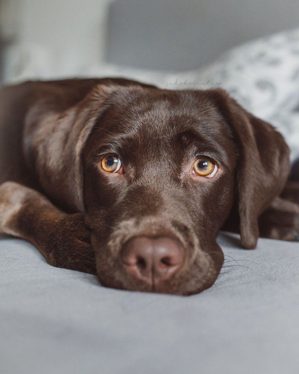 We wish you a nice, relaxing and above all cozy weekend! #dog #dogs #puppy #dogoftheday #puppyoftwitter #dogoftwitter #lab #labrador #thelabradorfamily #DogOnTwitter