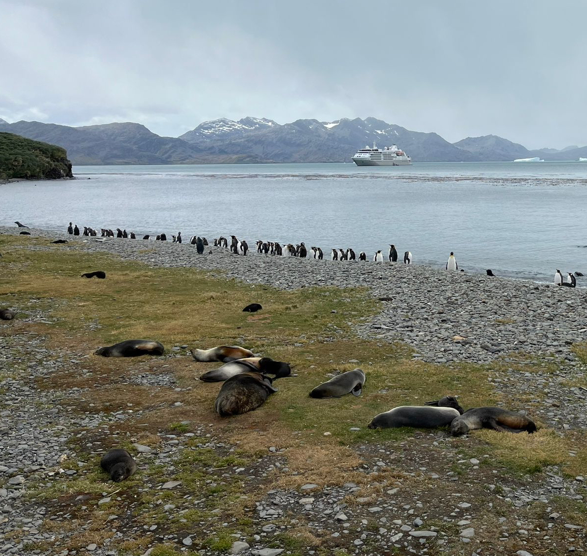 SouthGeorgiaHT's tweet photo. @HungryHumpback arrived at #SouthGeorgia after other BAS personnel delivered to #BirdIsland. KEP is their base whilst they conduct fieldwork. Not a bad view!
Student Henry Slesser & @HungryHumpbacks research supported by #SGHT #FOSGI https://t.co/hKJuv2Mjn5
@basnews @GovSGSSI https://t.co/BGDIHDp0ln