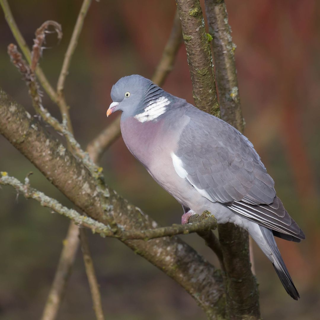 Did you know? The woodpigeon is not only a common visitor to gardens during the <a href="/RSPB/">rspb</a> #BigGardenBirdwatch, but baby pigeons are called squabs, fed a regurgitated liquid called crop milk by both parents and after fledging will usually spend 1 to 2 weeks near their parental home!