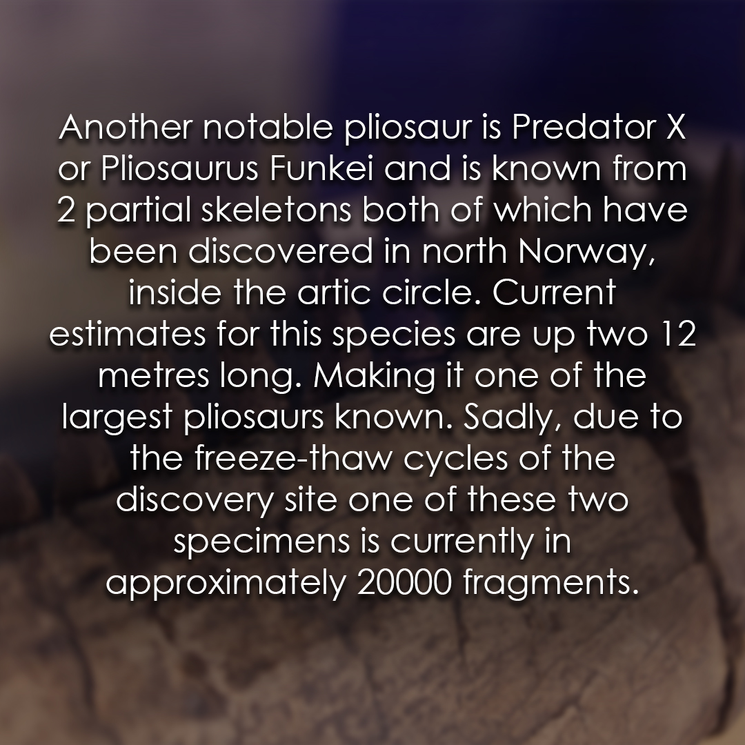 TEC_Kimmeridge's tweet image. We are looking at another famous pliosaur for this week&apos;s fossil fact! #pliosaur #seamonster #fossilfacts