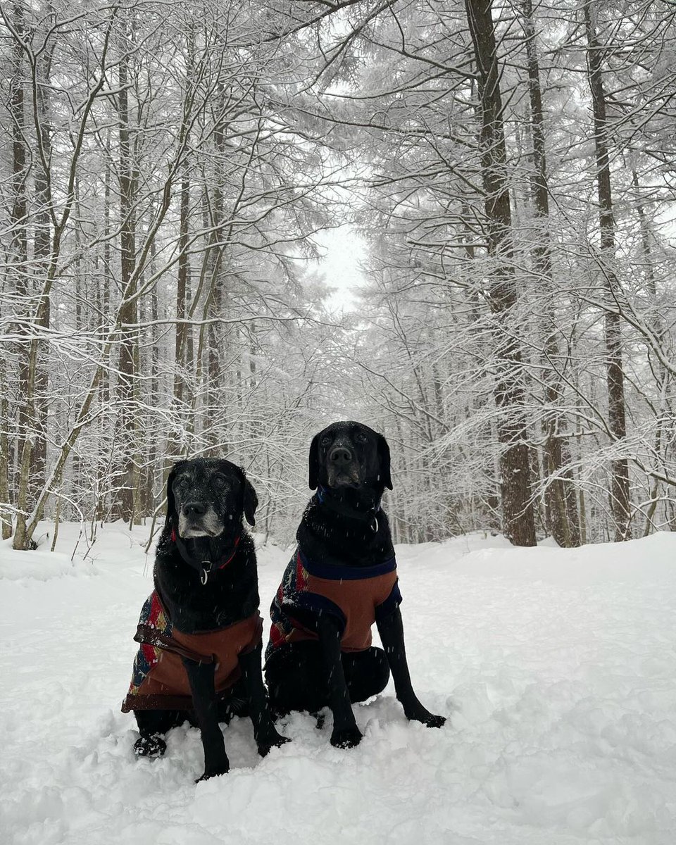 1/21 Rainy Sunday Avoiding the rain to Mt. Shohei The mountain はsnow 想 #dog #dogs #puppy #dogoftheday #puppyoftwitter #dogoftwitter #lab #labrador #thelabradorfamily #DogOnTwitter