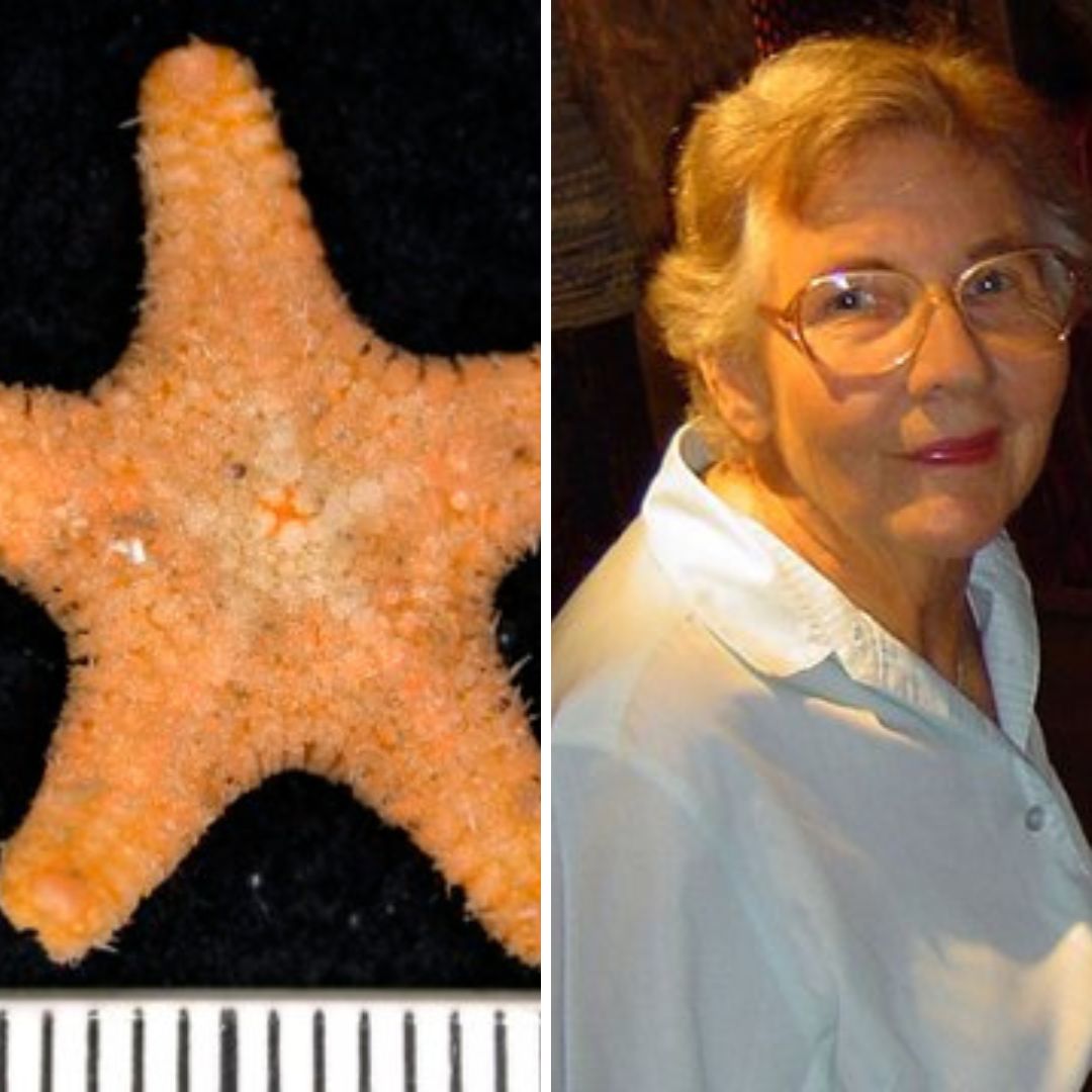 Dr Chris Mah (@echinoblog), one of the world’s leading experts on sea stars (Asteroidea), visited the WA Museum in early 2023 to undertake a month-long laboratory-based investigation of the Museum’s Asteroidea collection. His aim was to explore registered and legacy material in