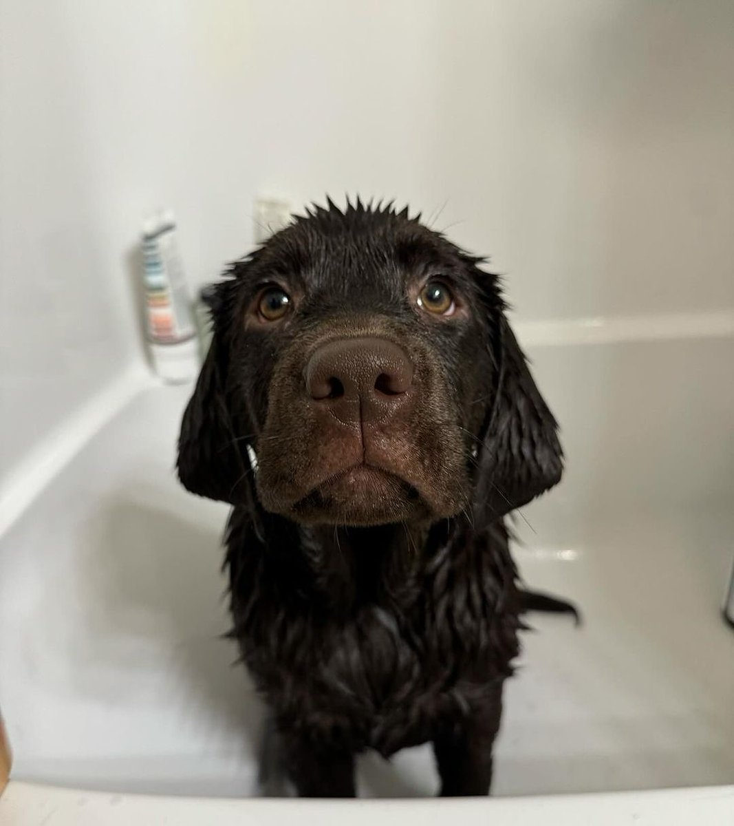 Bath time.... I’m all clean now and feeling good as new!! #dog #dogs #puppy #dogoftheday #puppyoftwitter #dogoftwitter #lab #labrador #thelabradorfamily #DogOnTwitter