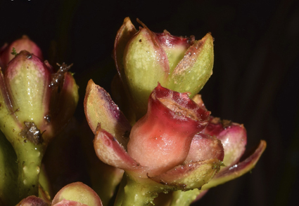 Phytotaxa's tweet photo. Taxonomic and chorological novelties in Blakea (#Melastomataceae: Pyxidantheae) from #Peru with a list of species for the country 
--Based on this, we present a list of 33 Blakea species currently accepted for Peru, 14 of which are endemic.
https://t.co/3pvqHTvHiO 
#Taxonomy https://t.co/bi39wHIhg4