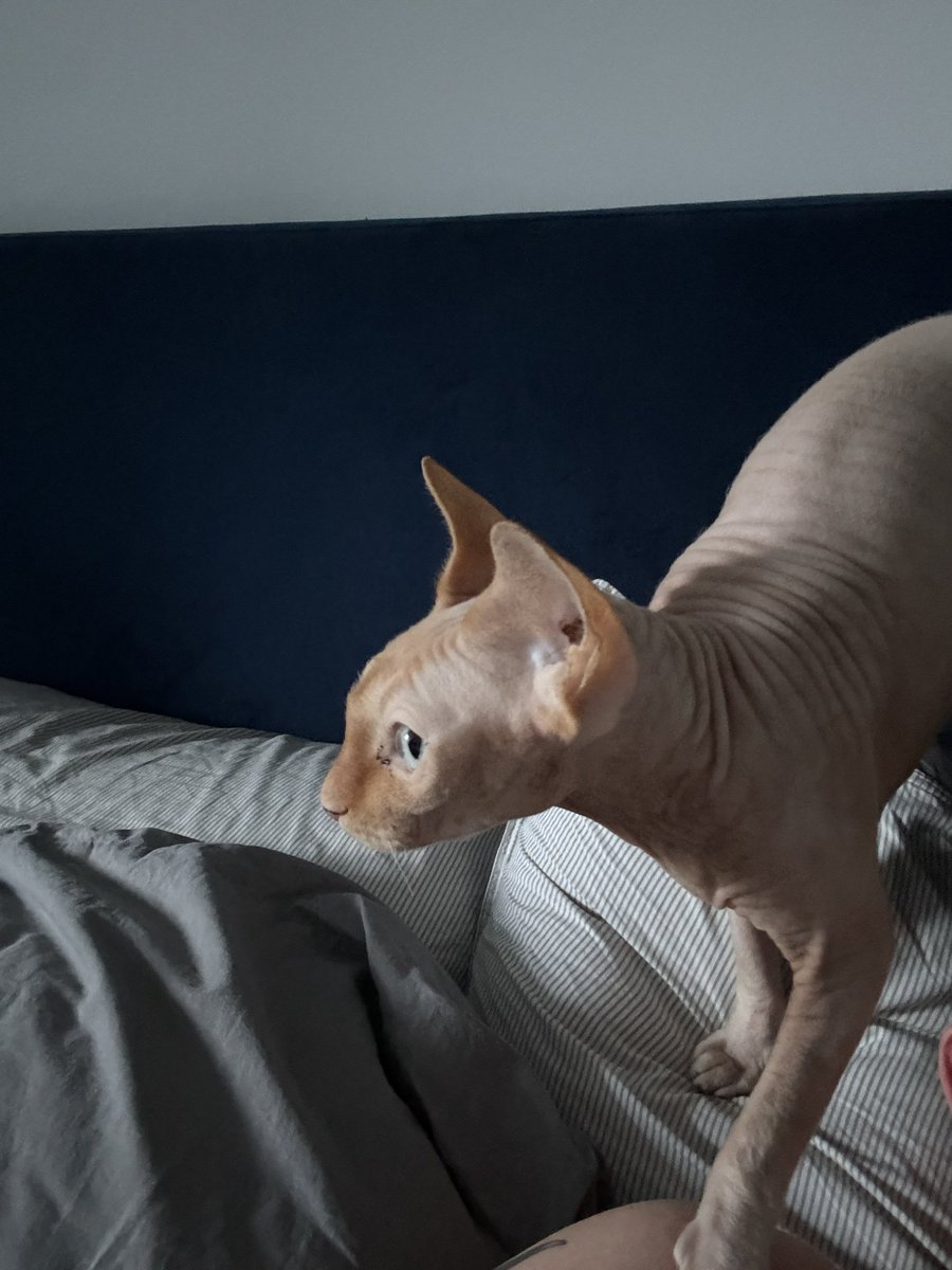 Is it breakfast time mate?  Glad you slept all night. 🐀🐱 Then time to drive for 4 hours for #LCFC  #sphynx #spyhnxcat  #nakedcat
