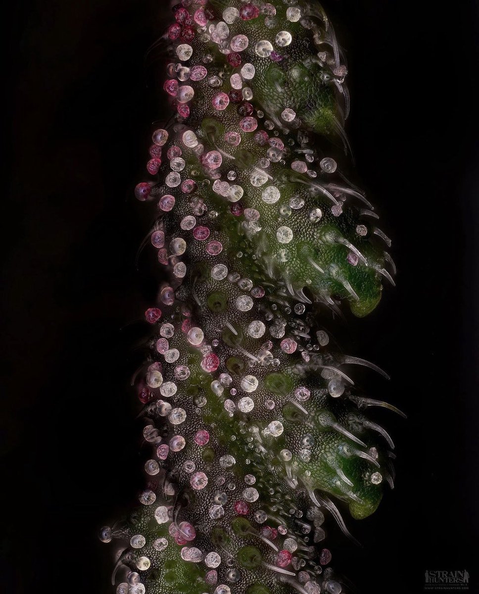 Have a great weekend everyone 🔥🔥🔥

Wonder Pie <a href="/greenhouseseeds/">Green House Seed Co</a>